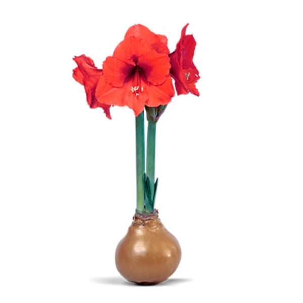 Red Sovereign Waxed Amaryllis - Gold Wax