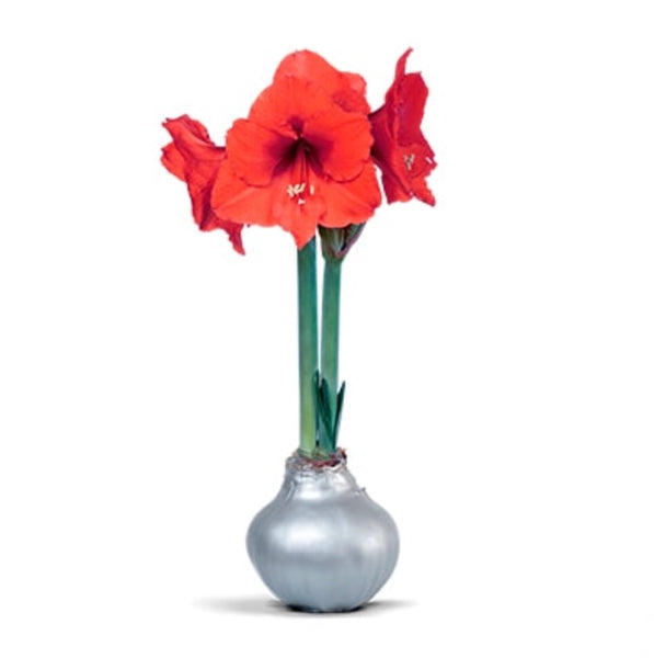 Red Sovereign Waxed Amaryllis - Silver Wax